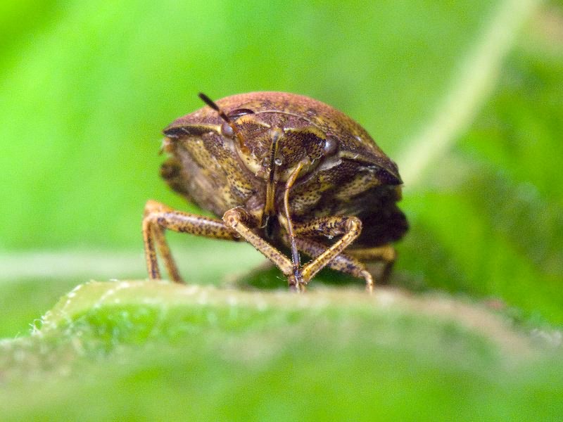 Eurygaster maura (Linnaeus, 1758)